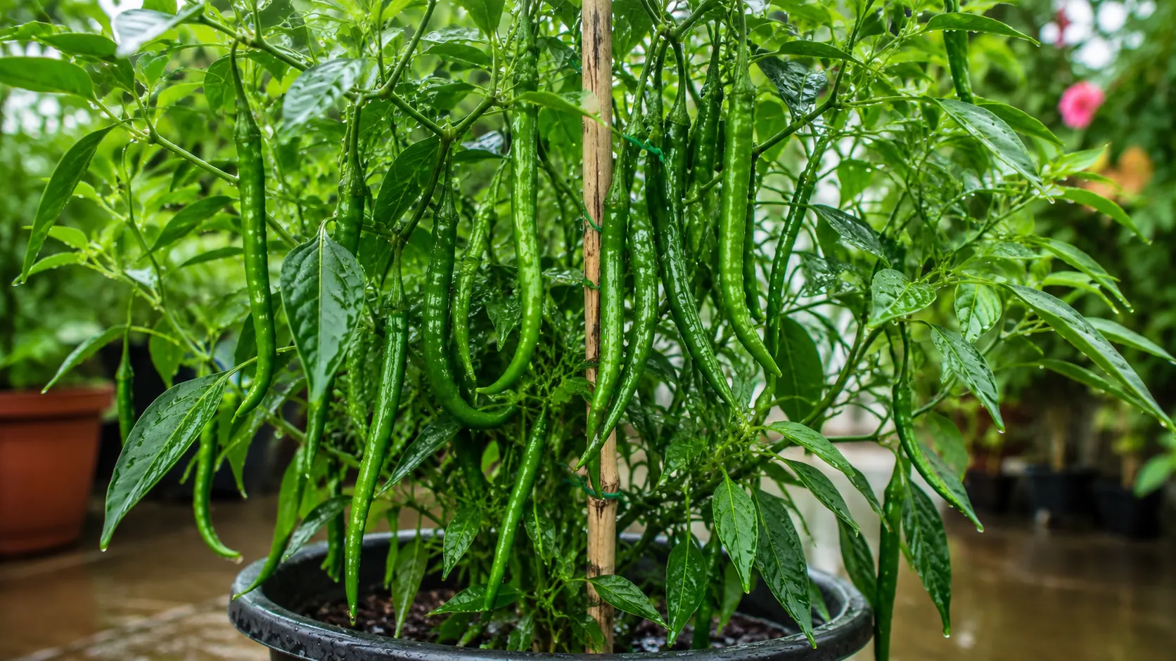 Green Chillies